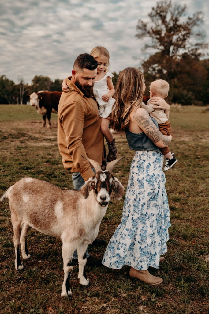 goat and cow farm looking at camera during photoshoot