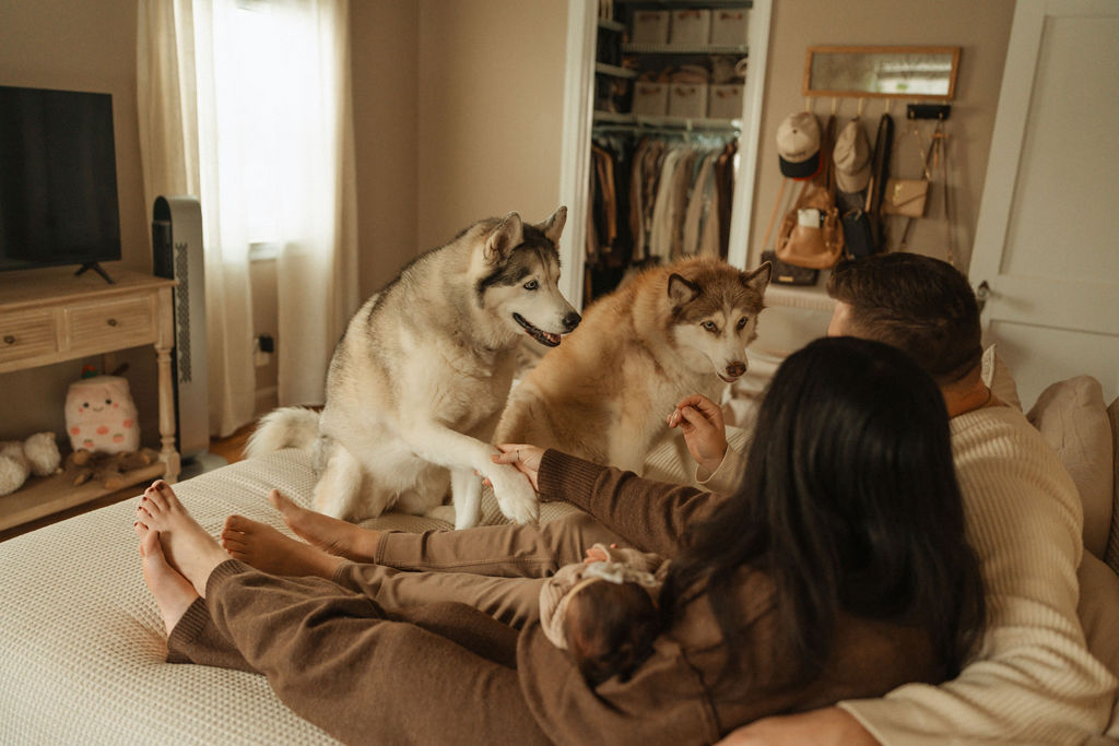 newborn in home session with doggies in the photoshoot
